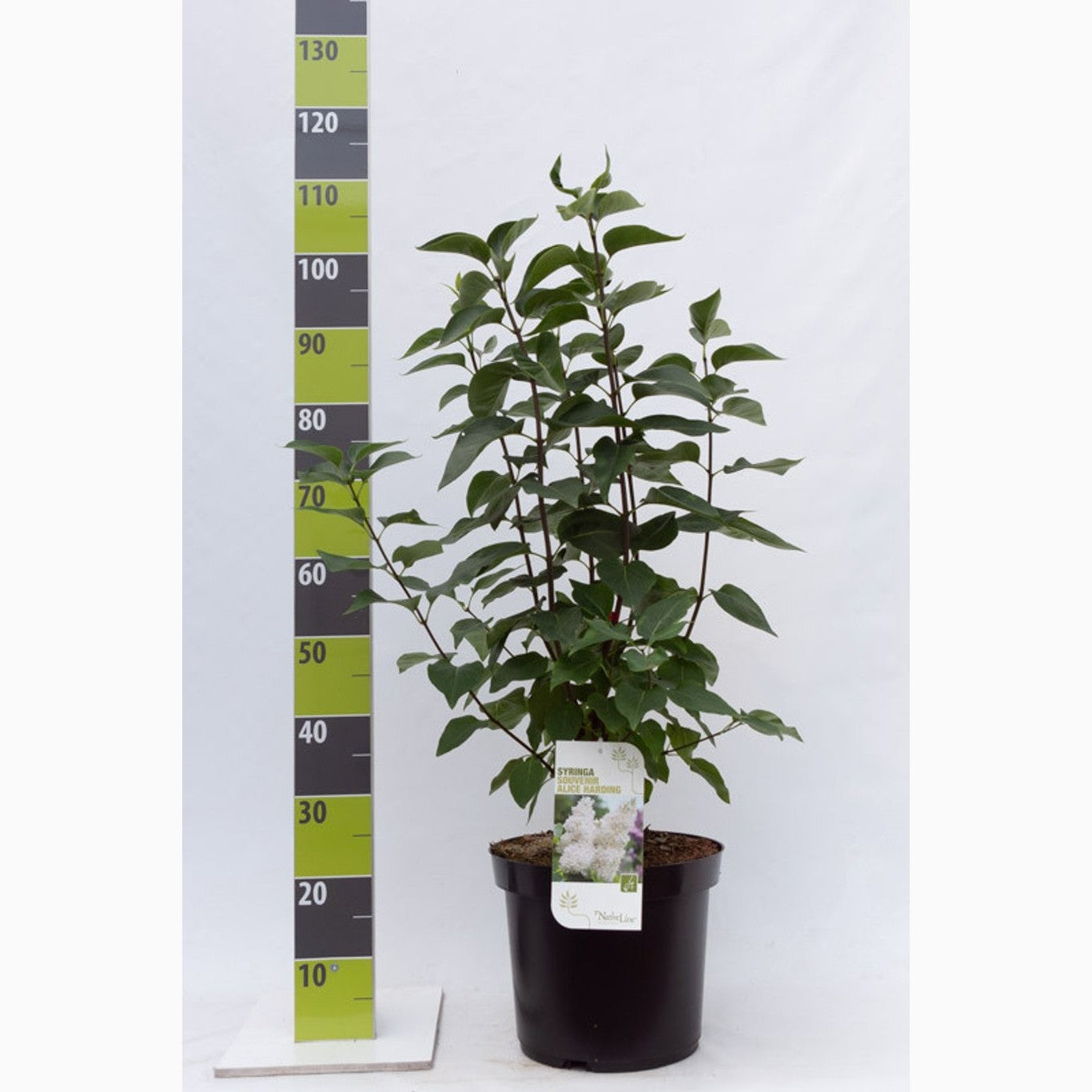 Syren (V); – Syringa vulgaris 'Souv. d'Alice Harding' - C12